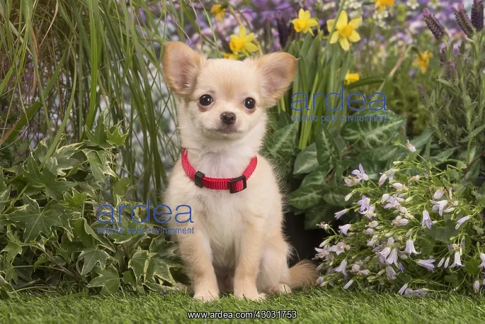 : Long Haired Chihuahua puppy outdoors : Long Haired Chihuahua puppy outdoors