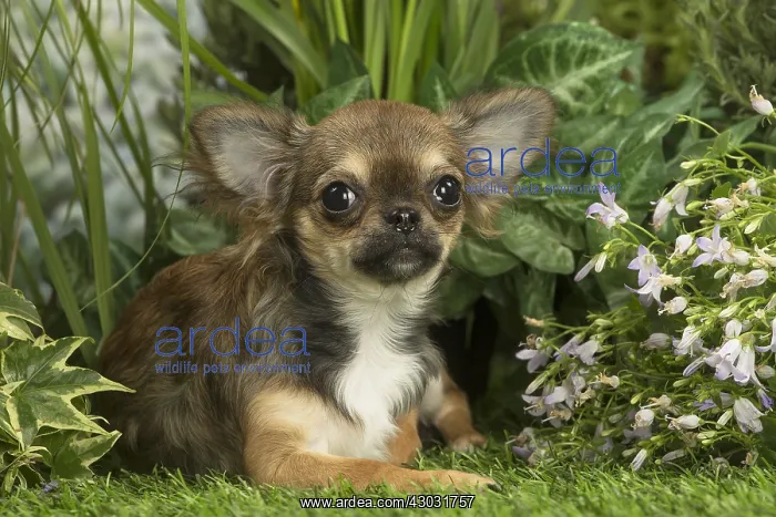  : Long Haired Chihuahua puppy outdoors