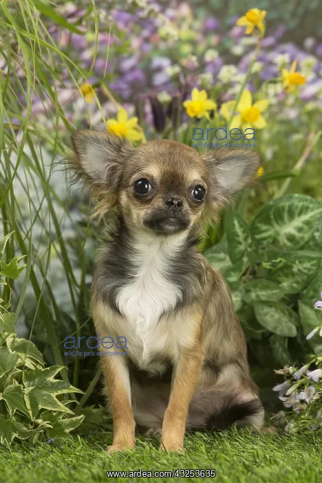  : Long Haired Chihuahua puppy outdoors