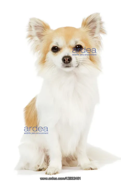  : Long-haired Chihuahua - in studio