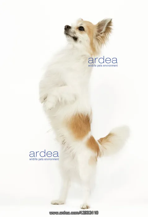 : Long-haired Chihuahua - in studio standing on hind legs : Long-haired Chihuahua - in studio standing on hind legs