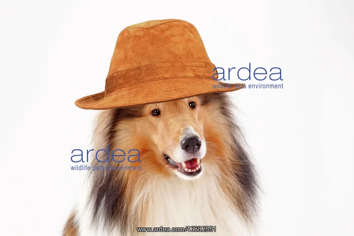 : Long haired collie, male, animal portrait wearing a brown ha : Long haired collie, male, animal portrait wearing a brown ha