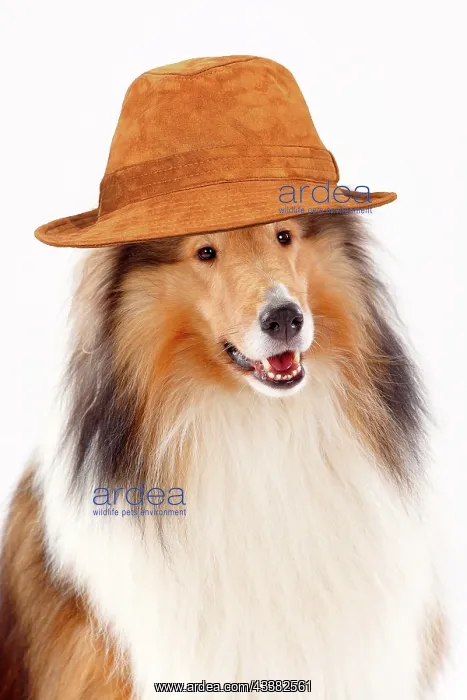 : Long haired collie, male, animal portrait wearing a brown ha : Long haired collie, male, animal portrait wearing a brown ha