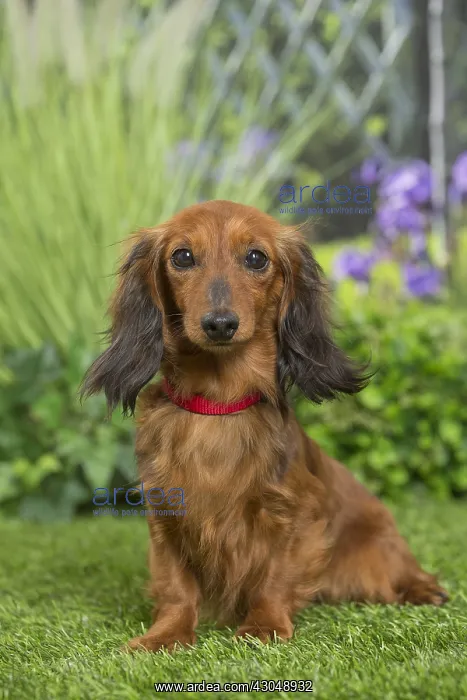 : Long Haired Dachshund Dog