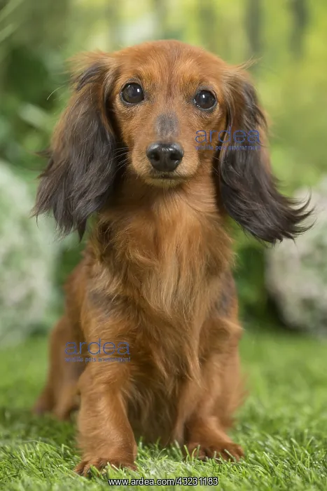  : Long Haired Dachshund Dog