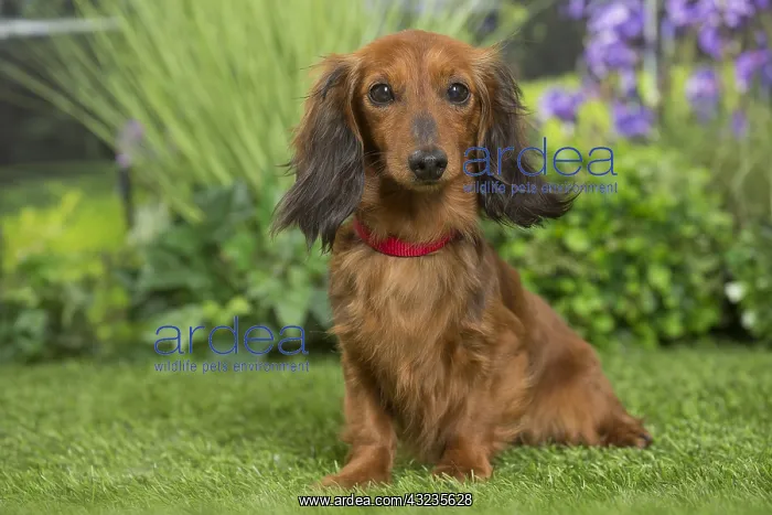  : Long Haired Dachshund Dog