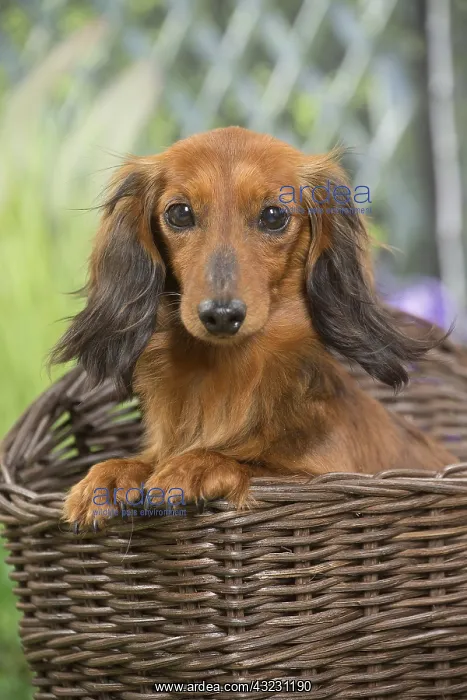 : Long Haired Dachshund Dog in basket : Long Haired Dachshund Dog in basket
