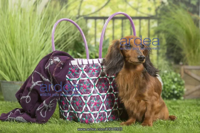 : Long Haired Dachshund Dog with basket bag : Long Haired Dachshund Dog with basket bag
