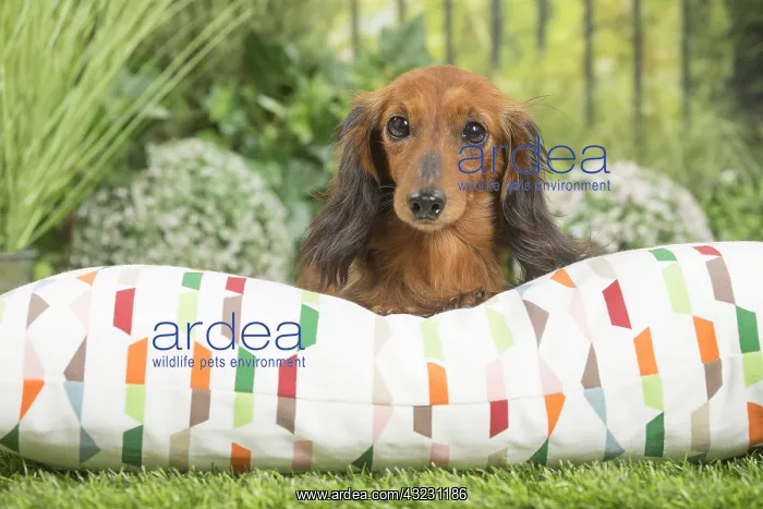 : Long Haired Dachshund Dog on cushion : Long Haired Dachshund Dog on cushion