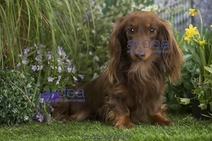 : Long haired dachshund dog outdoors in the garden : Long haired dachshund dog outdoors in the garden