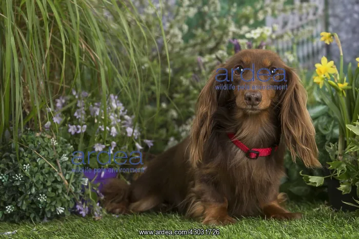 : Long haired dachshund dog outdoors in the garden : Long haired dachshund dog outdoors in the garden