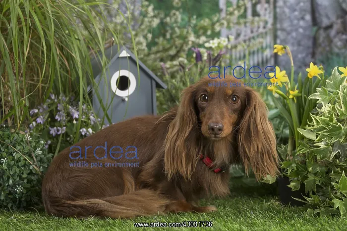 : Long haired dachshund dog outdoors in the garden : Long haired dachshund dog outdoors in the garden