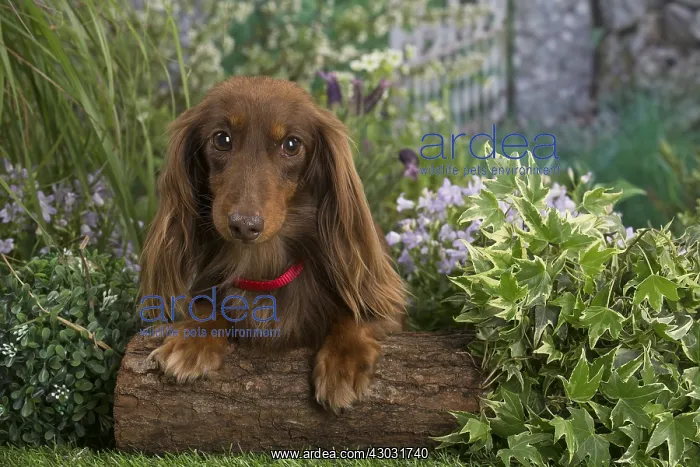 : Long haired dachshund dog outdoors in the garden : Long haired dachshund dog outdoors in the garden