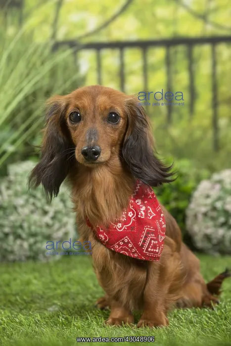 : Long Haired Dachshund Dog wearing scarf : Long Haired Dachshund Dog wearing scarf