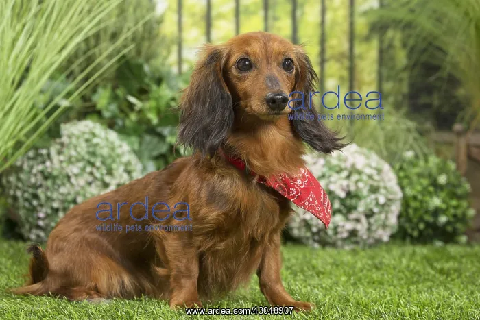 : Long Haired Dachshund Dog wearing scarf : Long Haired Dachshund Dog wearing scarf