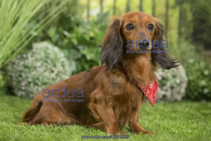 : Long Haired Dachshund Dog wearing scarf : Long Haired Dachshund Dog wearing scarf