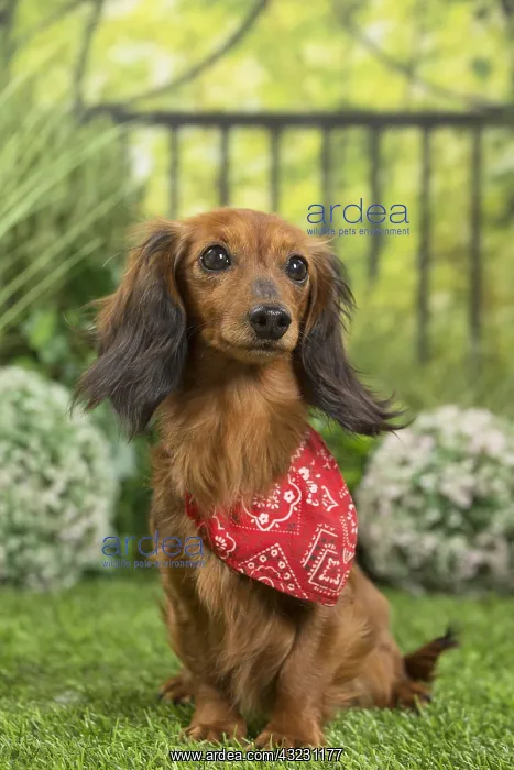 : Long Haired Dachshund Dog wearing scarf : Long Haired Dachshund Dog wearing scarf