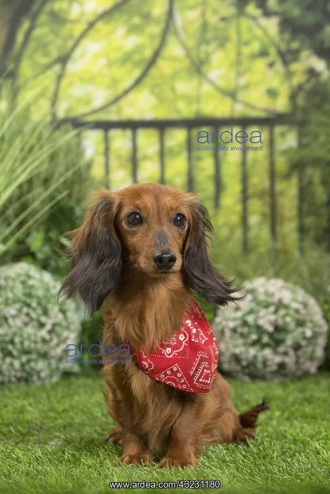 : Long Haired Dachshund Dog wearing scarf : Long Haired Dachshund Dog wearing scarf