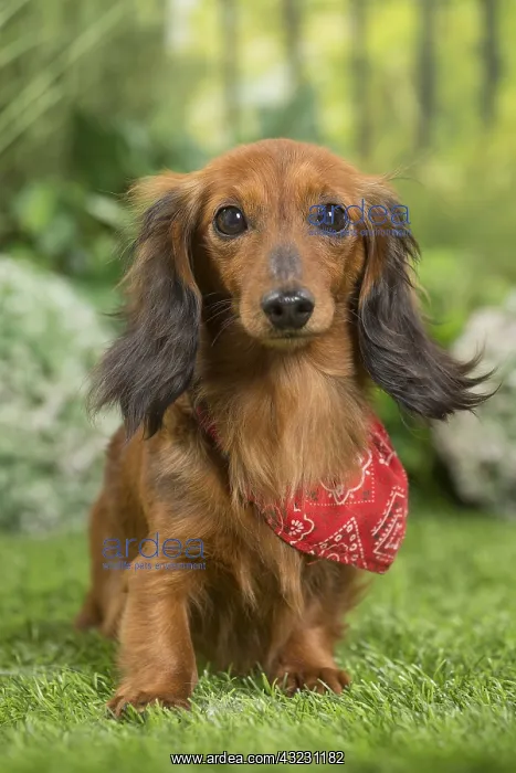 : Long Haired Dachshund Dog wearing scarf : Long Haired Dachshund Dog wearing scarf