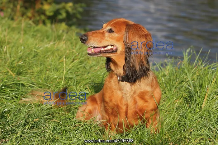  : Long-haired dachshund, male dog, 7 years, North