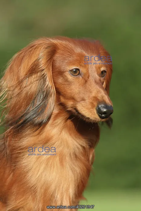 : Long-haired Dachshund, portrait Langhaardackel Portr : Long-haired Dachshund, portrait Langhaardackel Portr