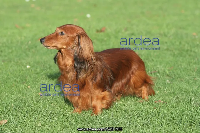 : Long-haired Dachshund standing on a meadow, sideways : Long-haired Dachshund standing on a meadow, sideways