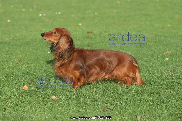 : Long-haired Dachshund standing on a meadow, sideways : Long-haired Dachshund standing on a meadow, sideways