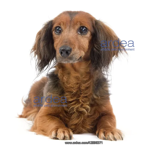 : Long-Haired Dachshund / Teckel Dog - 15 year old : Long-Haired Dachshund / Teckel Dog - 15 year old