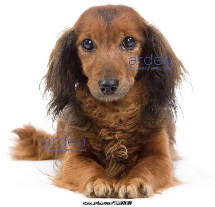 : Long-Haired Dachshund / Teckel Dog - 15 year old : Long-Haired Dachshund / Teckel Dog - 15 year old