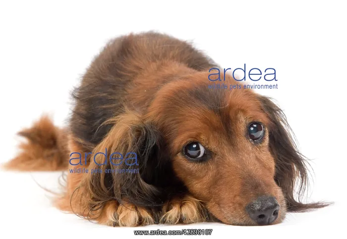: Long-Haired Dachshund / Teckel Dog - 15 year old : Long-Haired Dachshund / Teckel Dog - 15 year old
