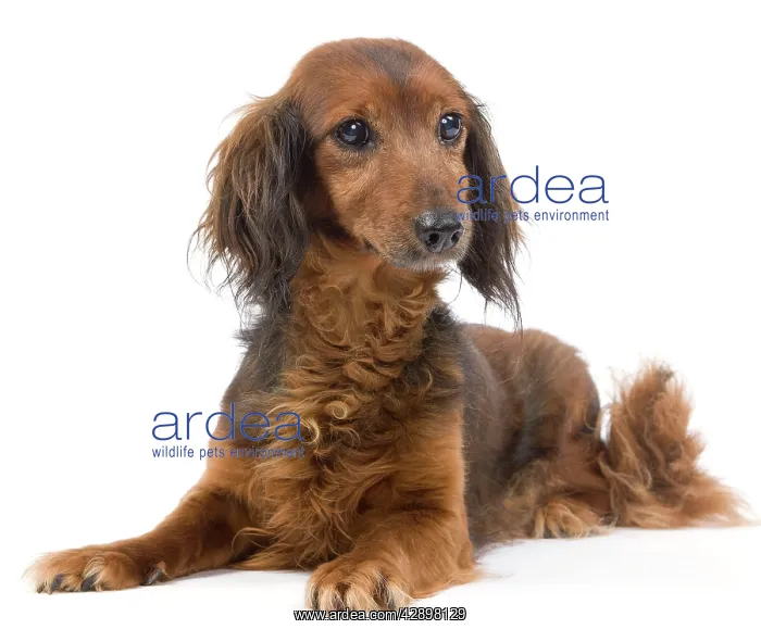 : Long-Haired Dachshund / Teckel Dog - 15 year old : Long-Haired Dachshund / Teckel Dog - 15 year old