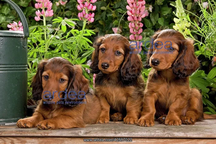 : Long-Haired Dachshund / Teckel Dog / Doxie / Doxies : Long-Haired Dachshund / Teckel Dog / Doxie / Doxies