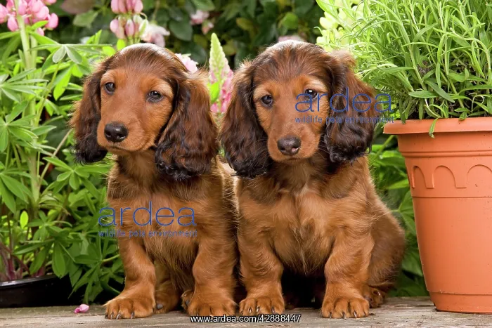: Long-Haired Dachshund / Teckel Dog / Doxie / Doxies : Long-Haired Dachshund / Teckel Dog / Doxie / Doxies