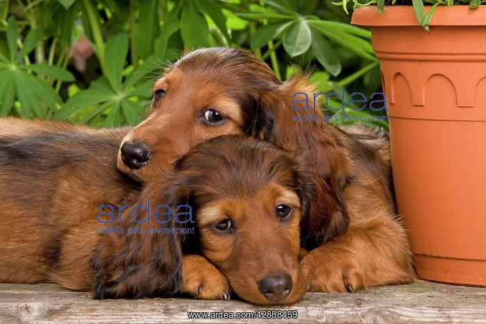 : Long-Haired Dachshund / Teckel Dog / Doxie / Doxies : Long-Haired Dachshund / Teckel Dog / Doxie / Doxies