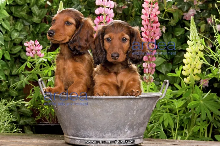 : Long-Haired Dachshund / Teckel Dog / Doxie / Doxies : Long-Haired Dachshund / Teckel Dog / Doxie / Doxies