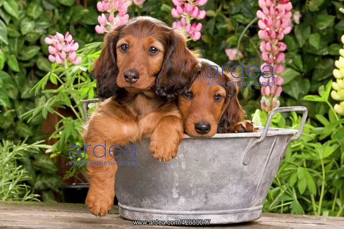 : Long-Haired Dachshund / Teckel Dog / Doxie / Doxies : Long-Haired Dachshund / Teckel Dog / Doxie / Doxies