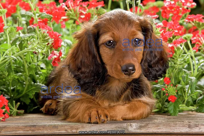 : Long-Haired Dachshund / Teckel Dog / Doxie / Doxies : Long-Haired Dachshund / Teckel Dog / Doxie / Doxies