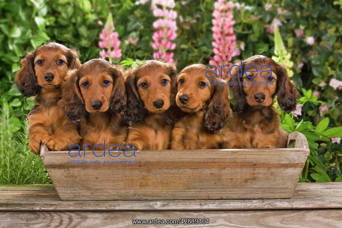 : Long-Haired Dachshund / Teckel Dog / Doxie / Doxies : Long-Haired Dachshund / Teckel Dog / Doxie / Doxies