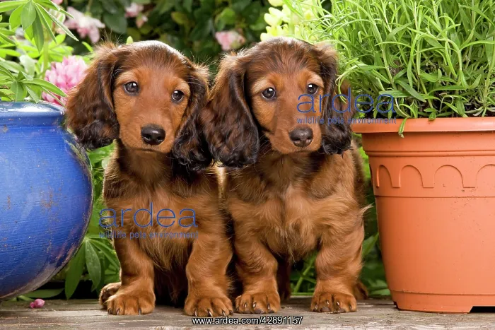 : Long-Haired Dachshund / Teckel Dog - by flowerpots : Long-Haired Dachshund / Teckel Dog - by flowerpots
