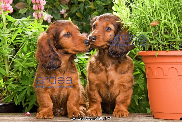 : Long-Haired Dachshund / Teckel Dog - by flowerpots : Long-Haired Dachshund / Teckel Dog - by flowerpots