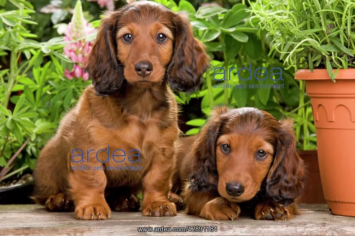 : Long-Haired Dachshund / Teckel Dog - puppies by flowerpots : Long-Haired Dachshund / Teckel Dog - puppies by flowerpots