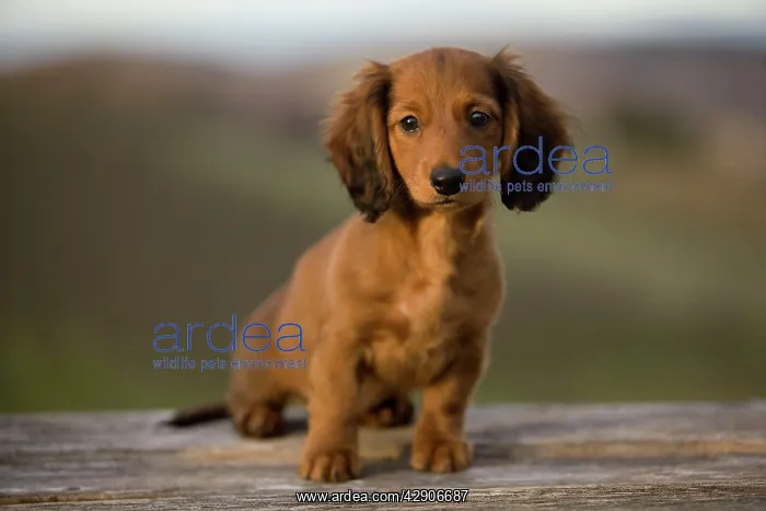 : Long-Haired Dachshund / Teckel Dog - puppy : Long-Haired Dachshund / Teckel Dog - puppy