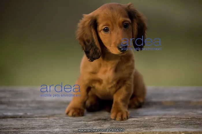 : Long-Haired Dachshund / Teckel Dog - puppy : Long-Haired Dachshund / Teckel Dog - puppy