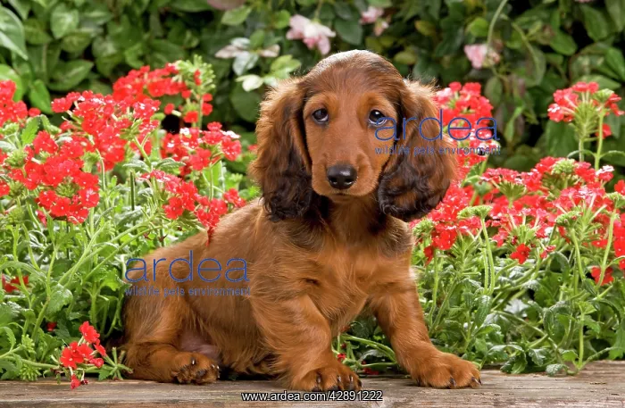 : Long-Haired Dachshund / Teckel Dog - puppy with flowers : Long-Haired Dachshund / Teckel Dog - puppy with flowers