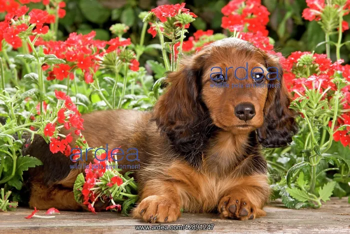 : Long-Haired Dachshund / Teckel Dog - puppy with flowers : Long-Haired Dachshund / Teckel Dog - puppy with flowers