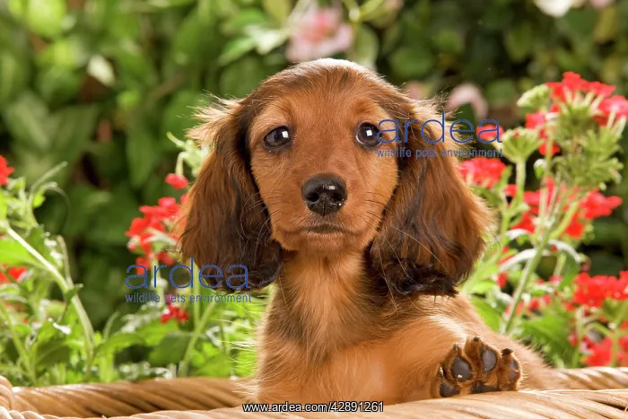: Long-Haired Dachshund / Teckel Dog - puppy with flowers : Long-Haired Dachshund / Teckel Dog - puppy with flowers