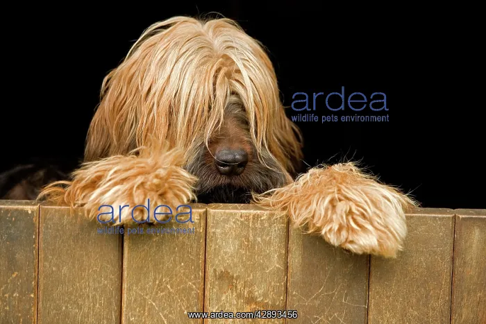  : Long-haired dog looking over door