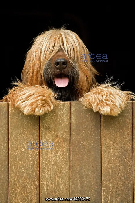 : Long-haired dog looking over door