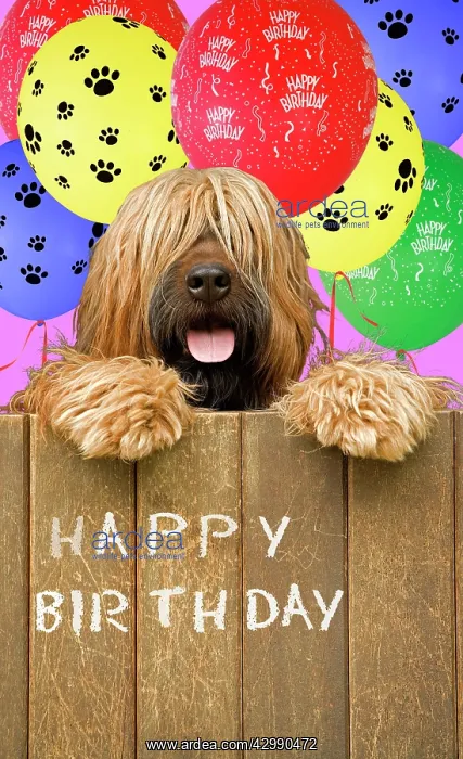 : Long-haired dog looking over door - with Happy Birthday ball : Long-haired dog looking over door - with Happy Birthday ball