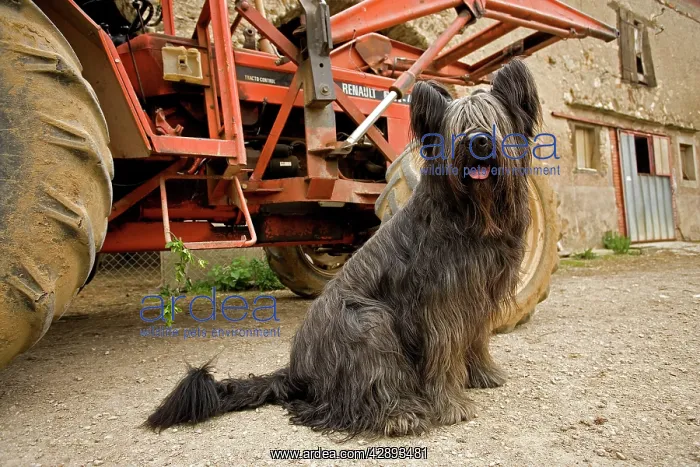 : Long-haired dog - sitting infront of tractor on farm : Long-haired dog - sitting infront of tractor on farm